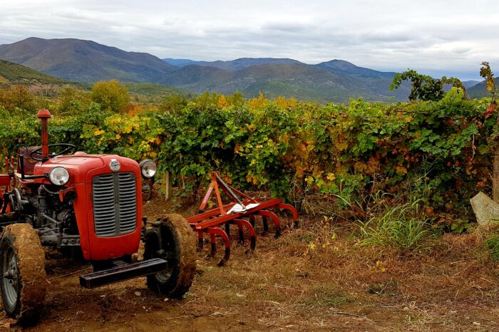 A Taste of Time: Macedonia’s Wines and Heritage​
